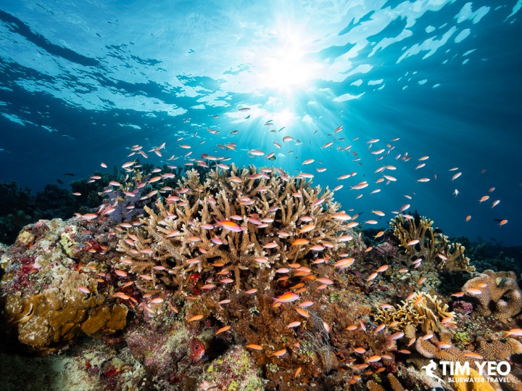 A school of anthias fish over coral with sunlight streaming through the water