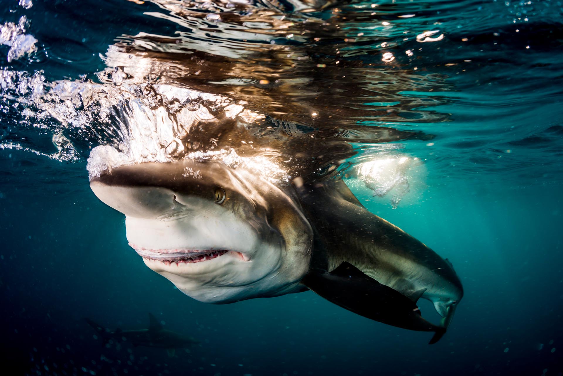 Oceanic blacktip shark in South Africa photographed by Anthony Grote