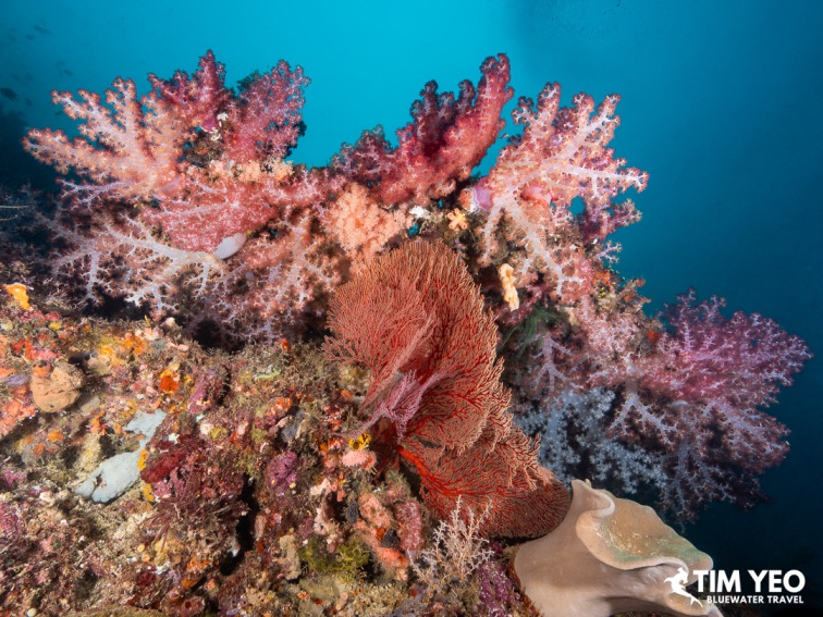 Colorful soft coral and sea fan on a reef wall, Solomon Islands