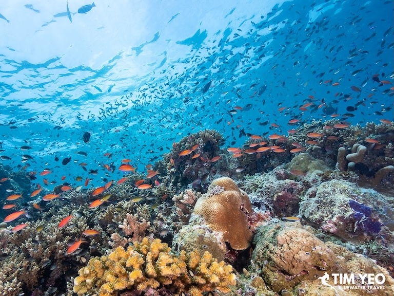 Small fish over the reef
