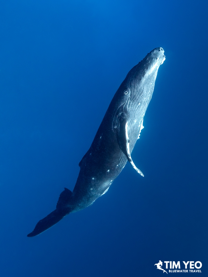Young humpback whale calf hanging vertically, head up.
