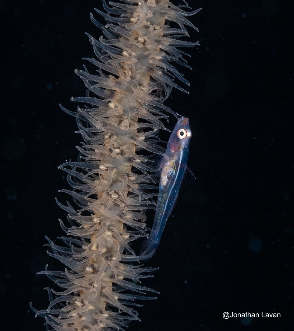 Second place in our marine life category by Jonathan Lanvan – a wire coral goby!