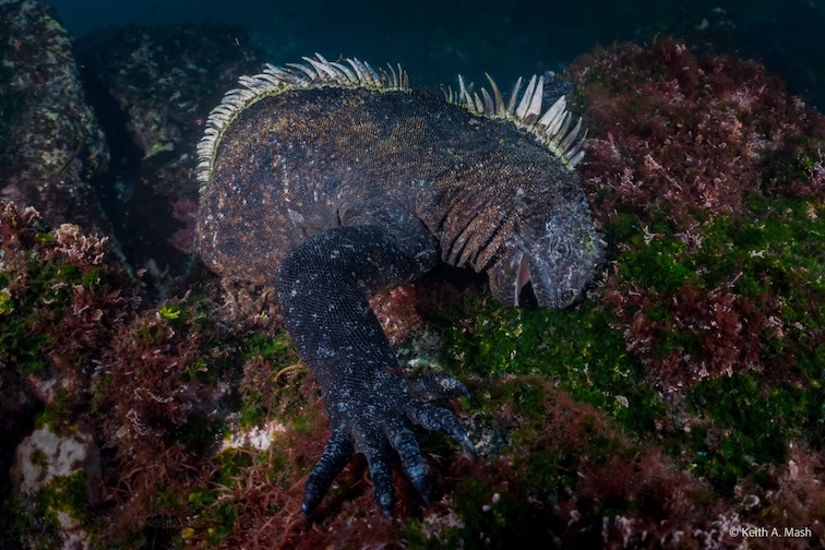 A marine iguana feeding
