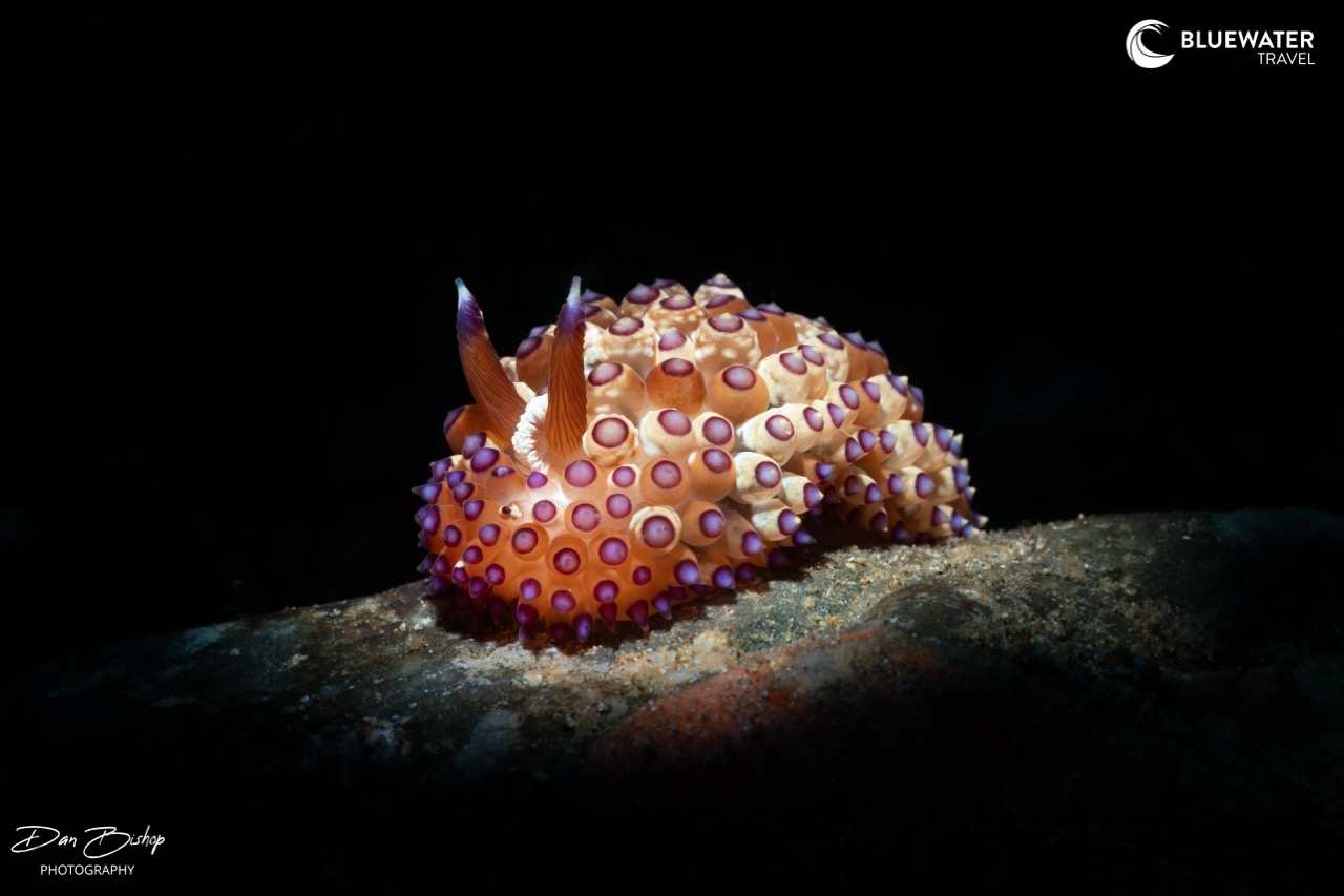A purple-spotted nudi