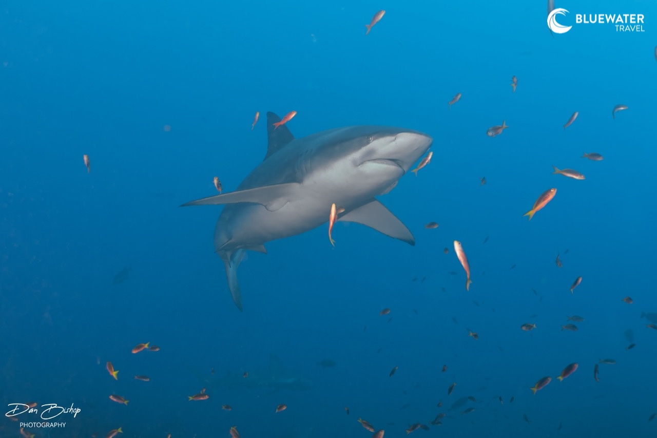 A big shark swims through the reef