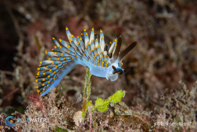 A blue nudibranch with yellow-tipped, feather-like cerata crawls across the reef