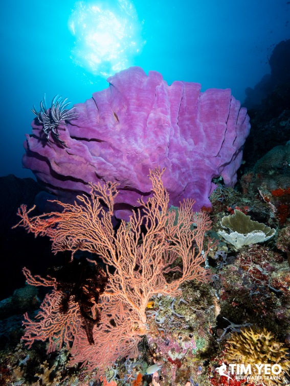 Purple sponge and sea fan on a colorful reef wall, Solomon Islands
