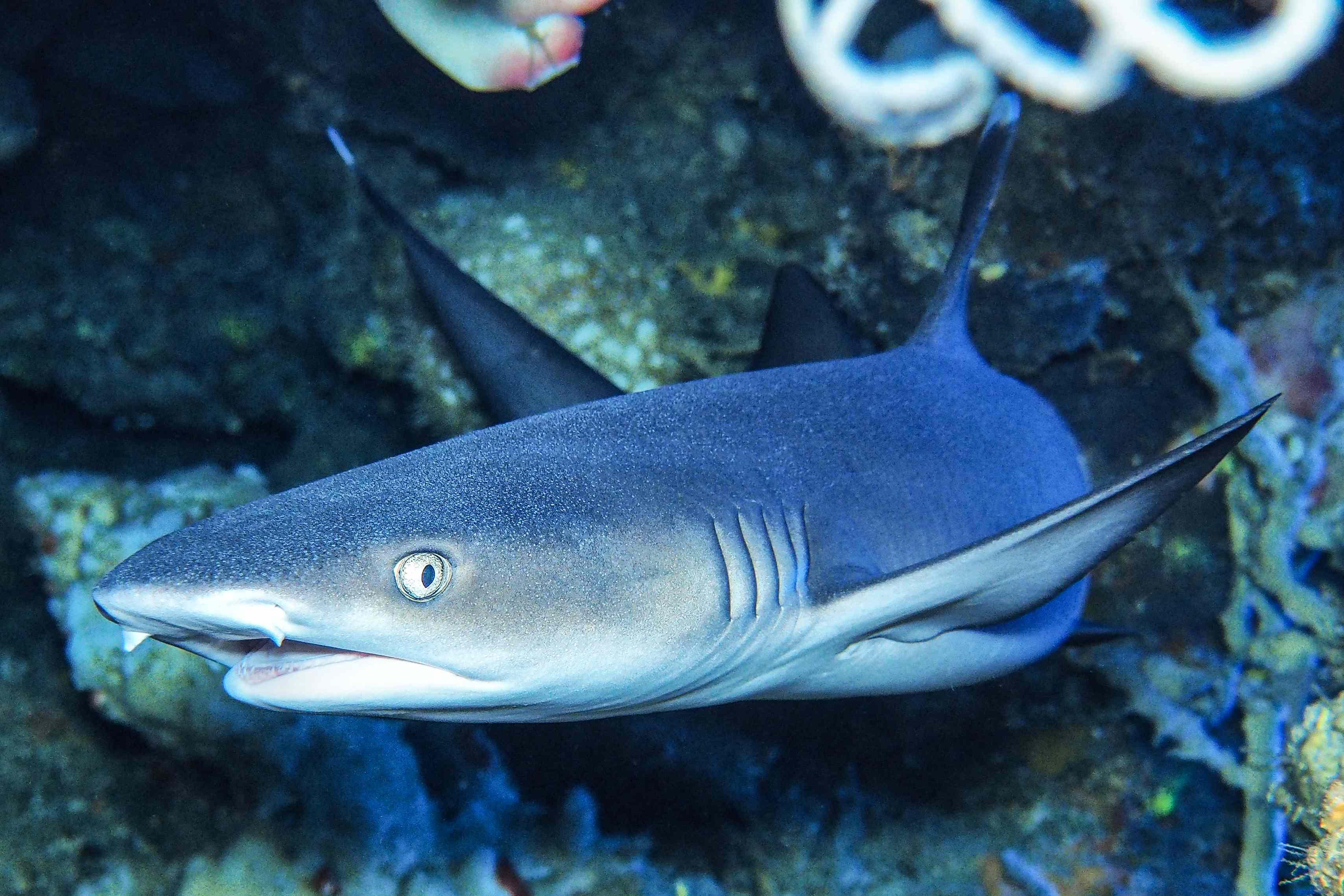 Whitetip reef shark in Bunaken, Indonesia photographed by Max Holba