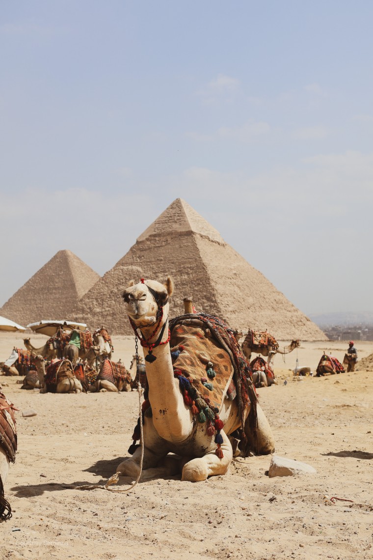 A camel resting near the Pyramids of Giza, Cairo, Egypt