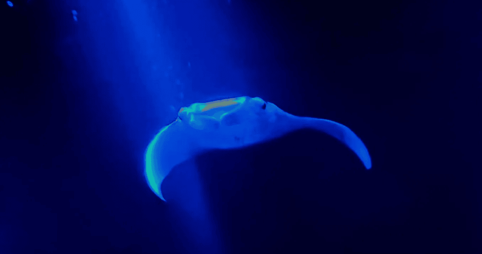 A manta ray at night, lit by dive lights.