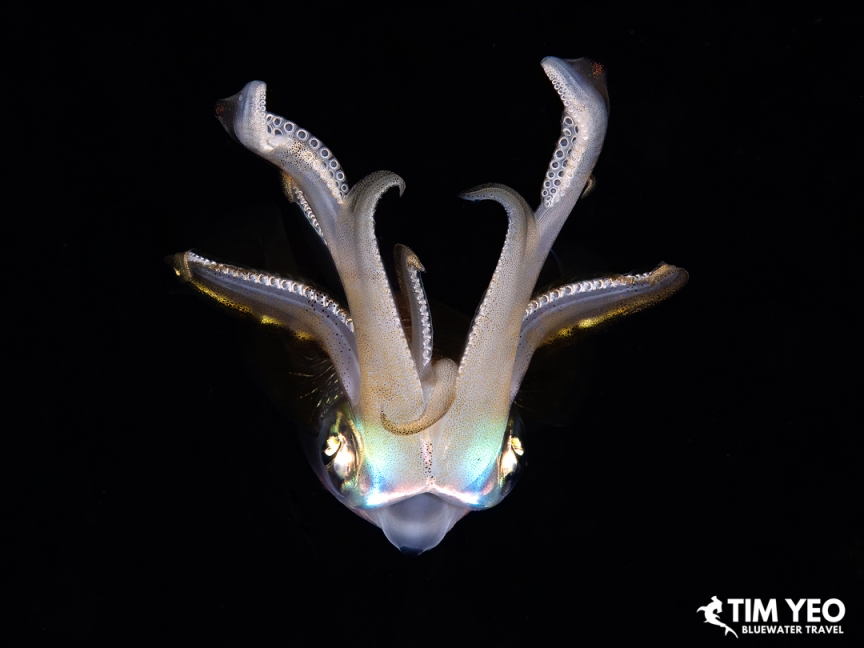 A reef squid displaying its tentacles during a night dive in Halmahera