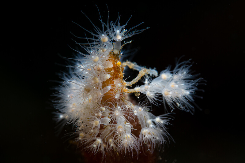 A crab camouflaged among white, feathery hydroid polyps