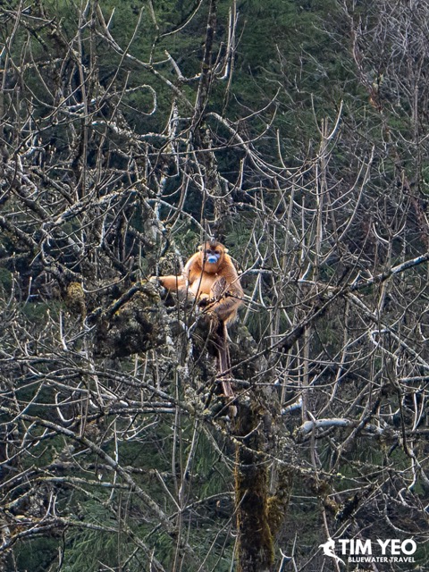 Golden snub nosed monkeys playing in the fores