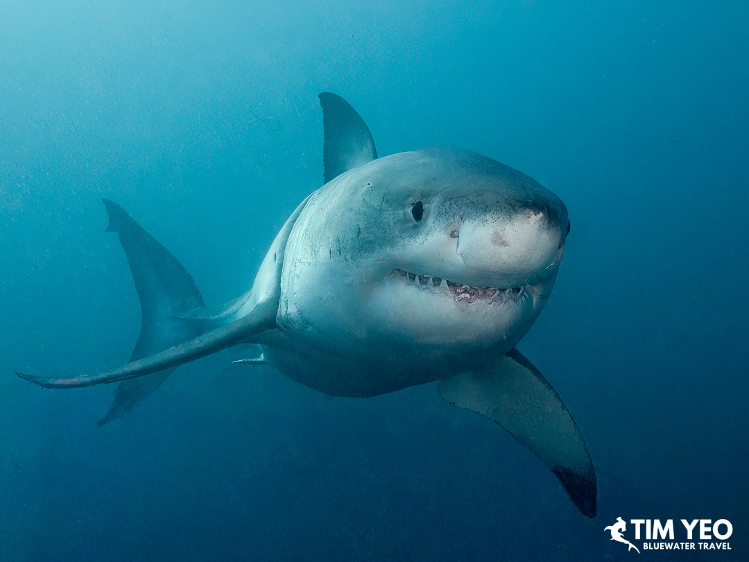 Great white shark photographed with Rodney Fox Shark Expeditions in Australia