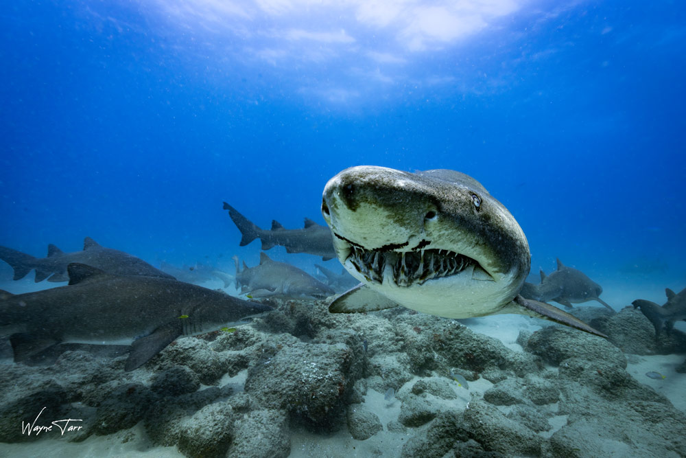 Lemon shark at Aliwal Shoal, South Africa