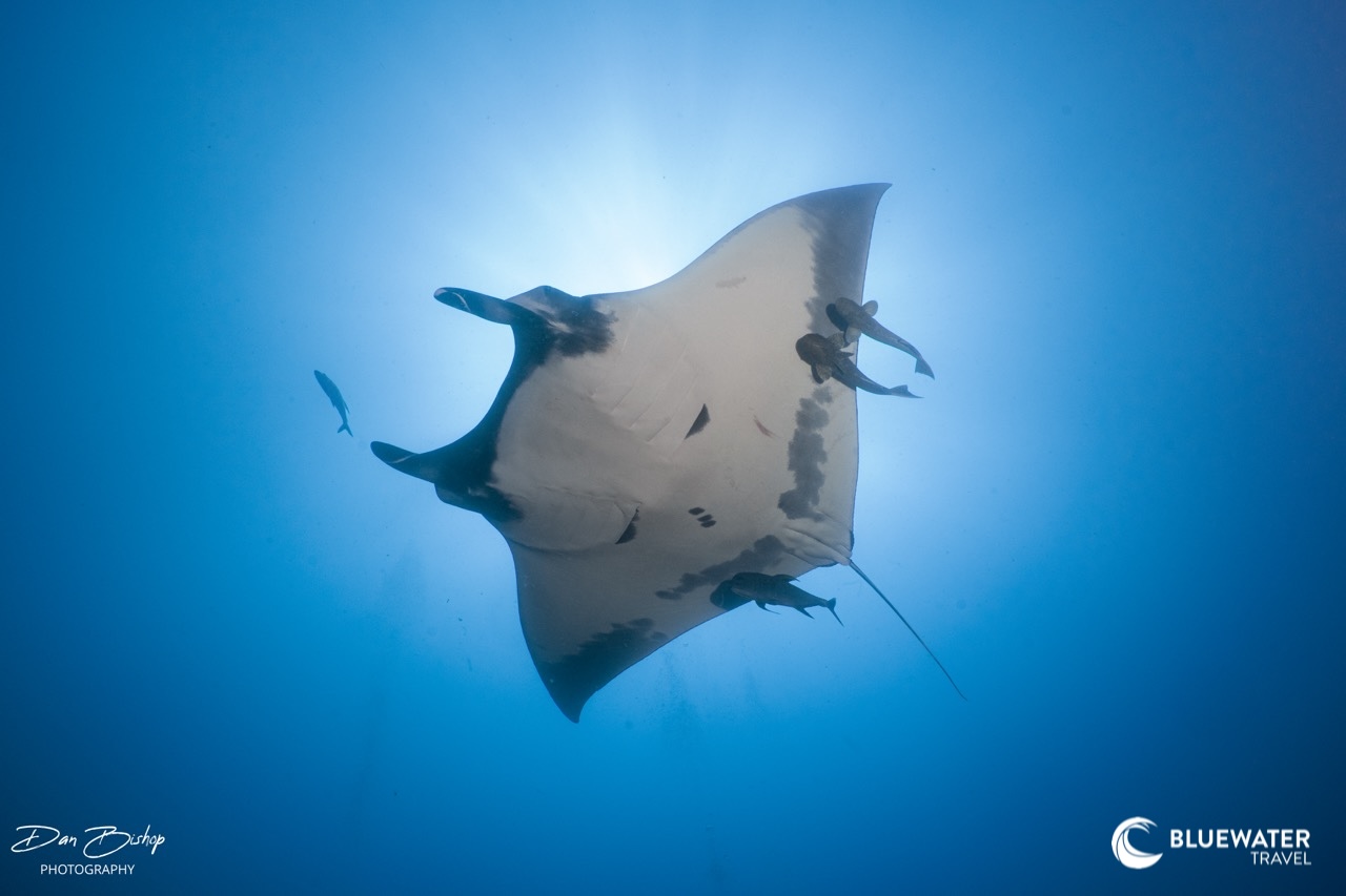 A majestic manta ray swims overhead