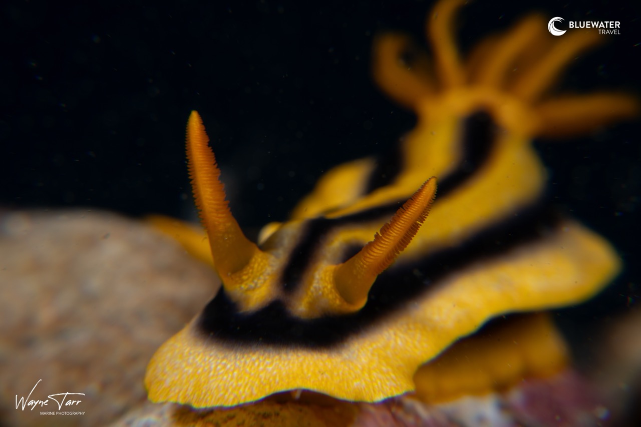 A black and yellow nudibranch