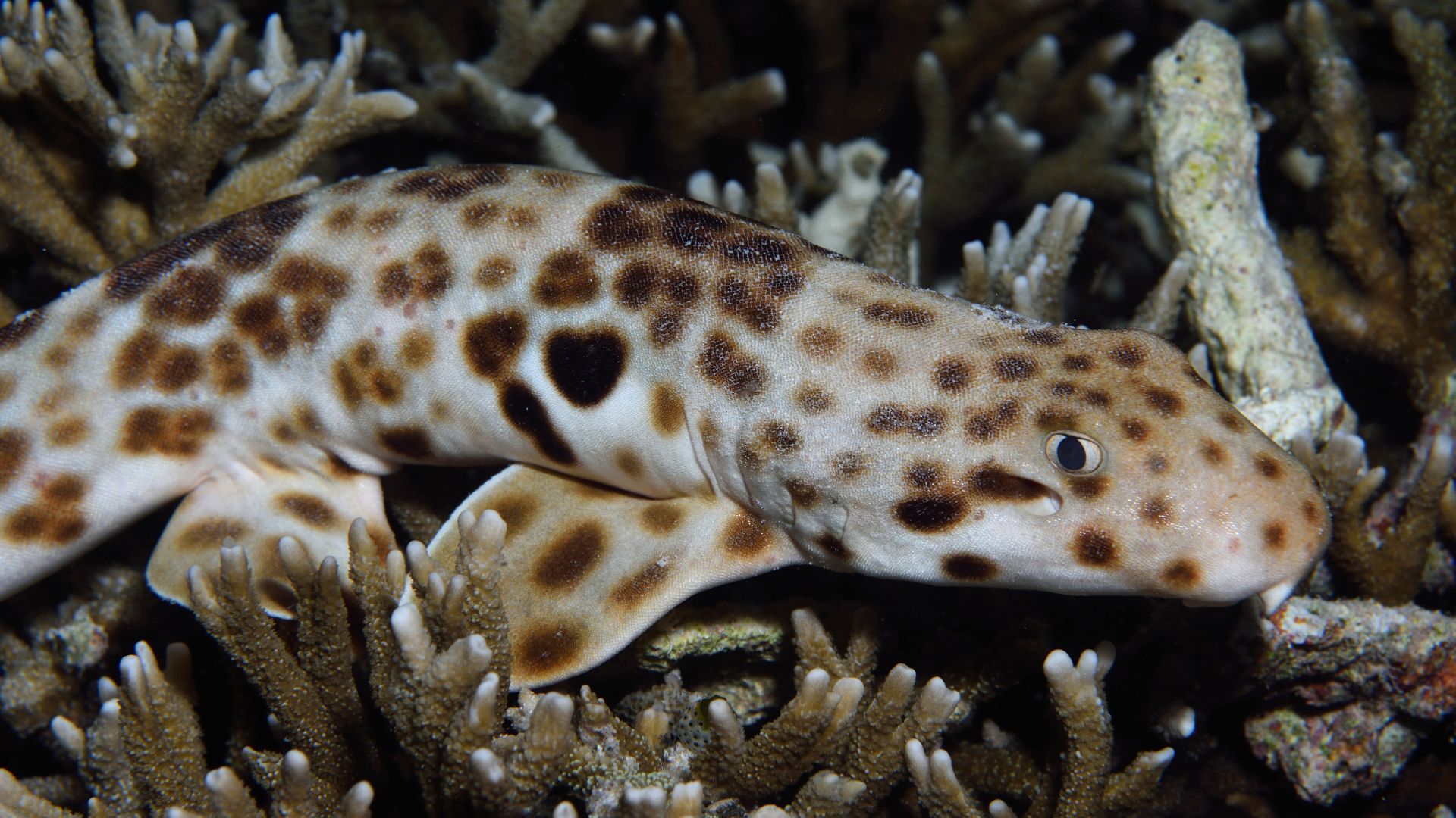 Raja Ampat Epaulette Shark