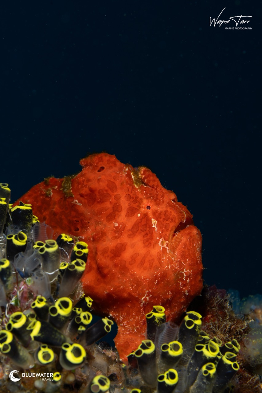 An orange frogfish