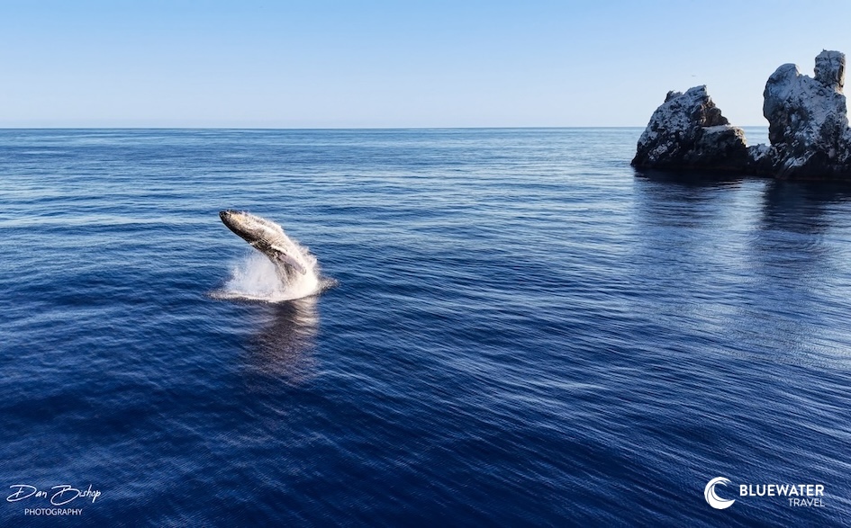 A humpback whale breaching