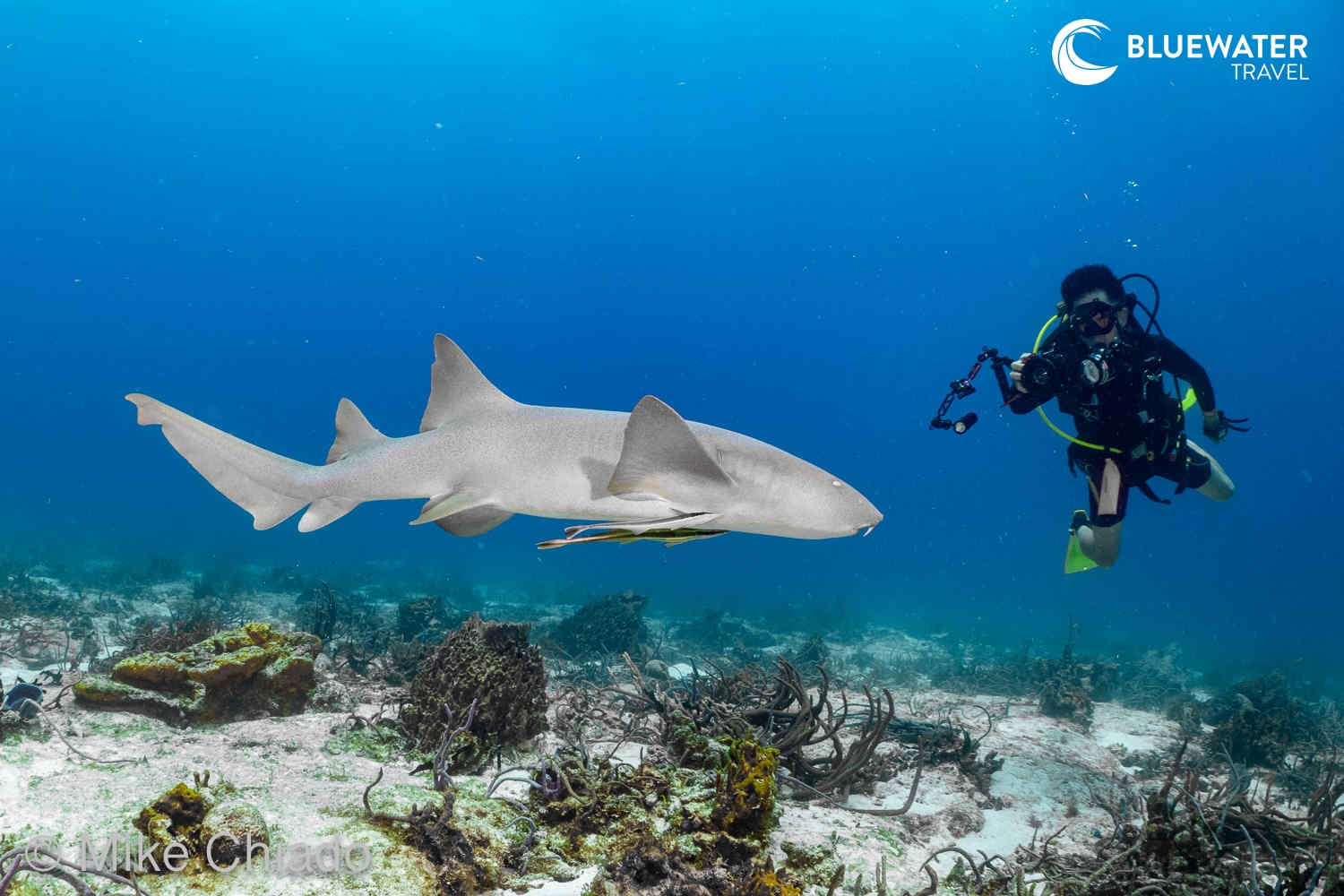 Meet and greet with a Nurse Shark