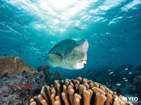 A close up of the bumphead parrotfish