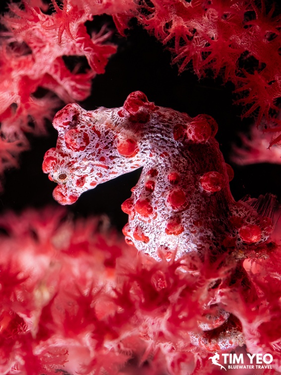 A pygmy seahorse camouflaged on red soft coral.