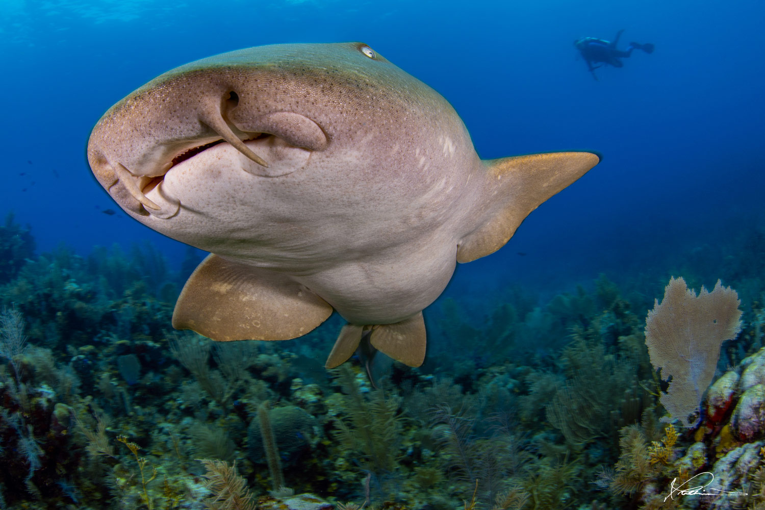 Shark underwater photograph by Romona Robbins Reynolds