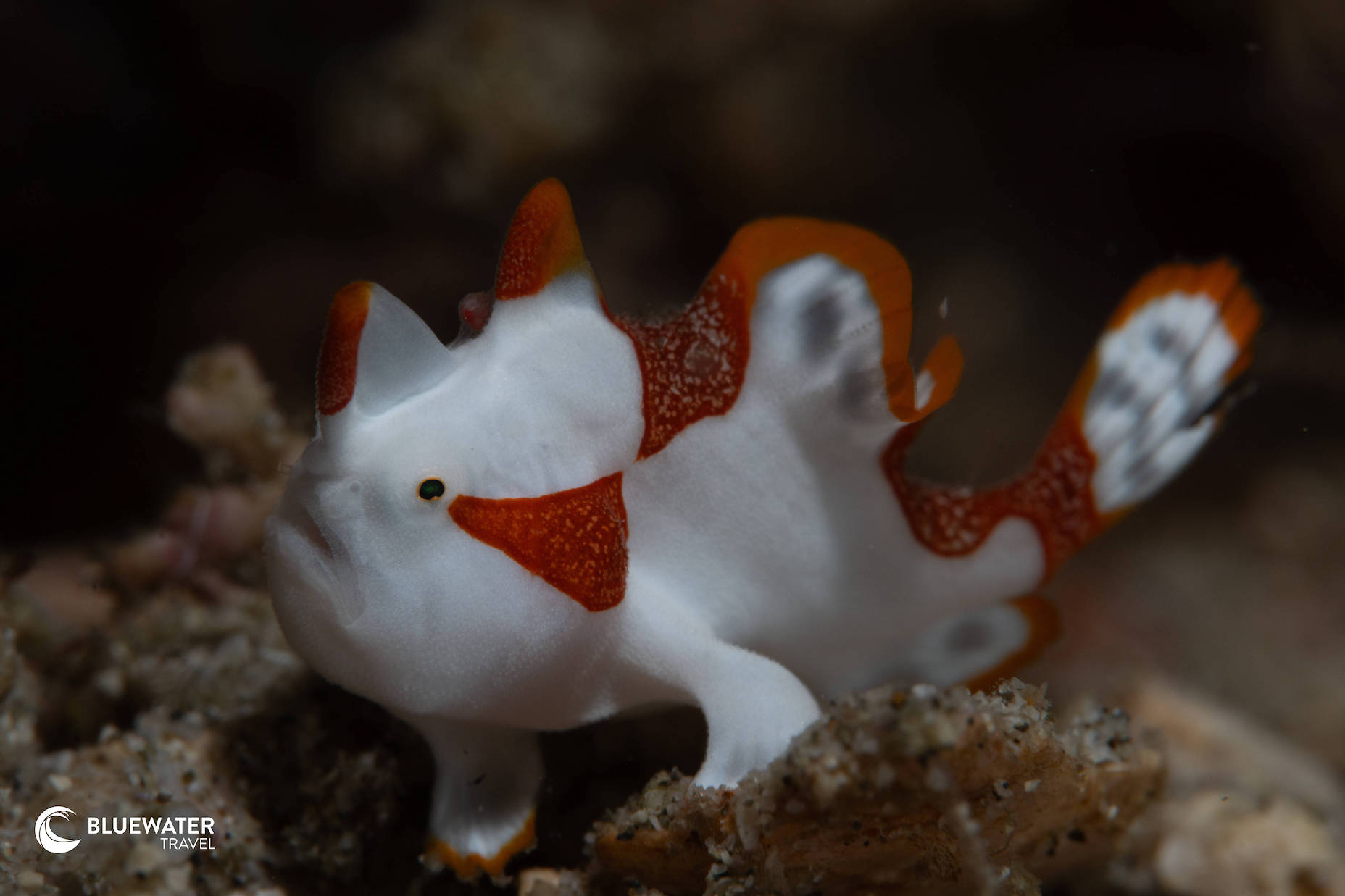 A white frogfish with orange markings perches on the reef.
