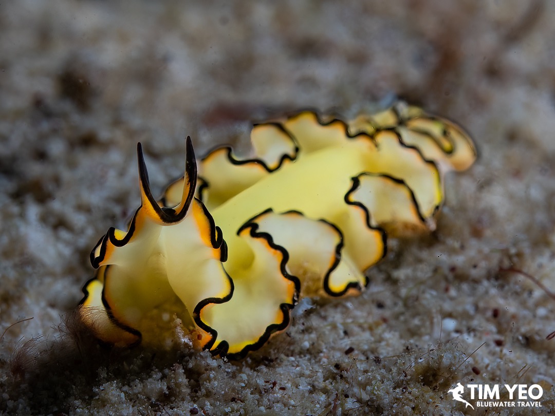 A cheesecake nudibranch