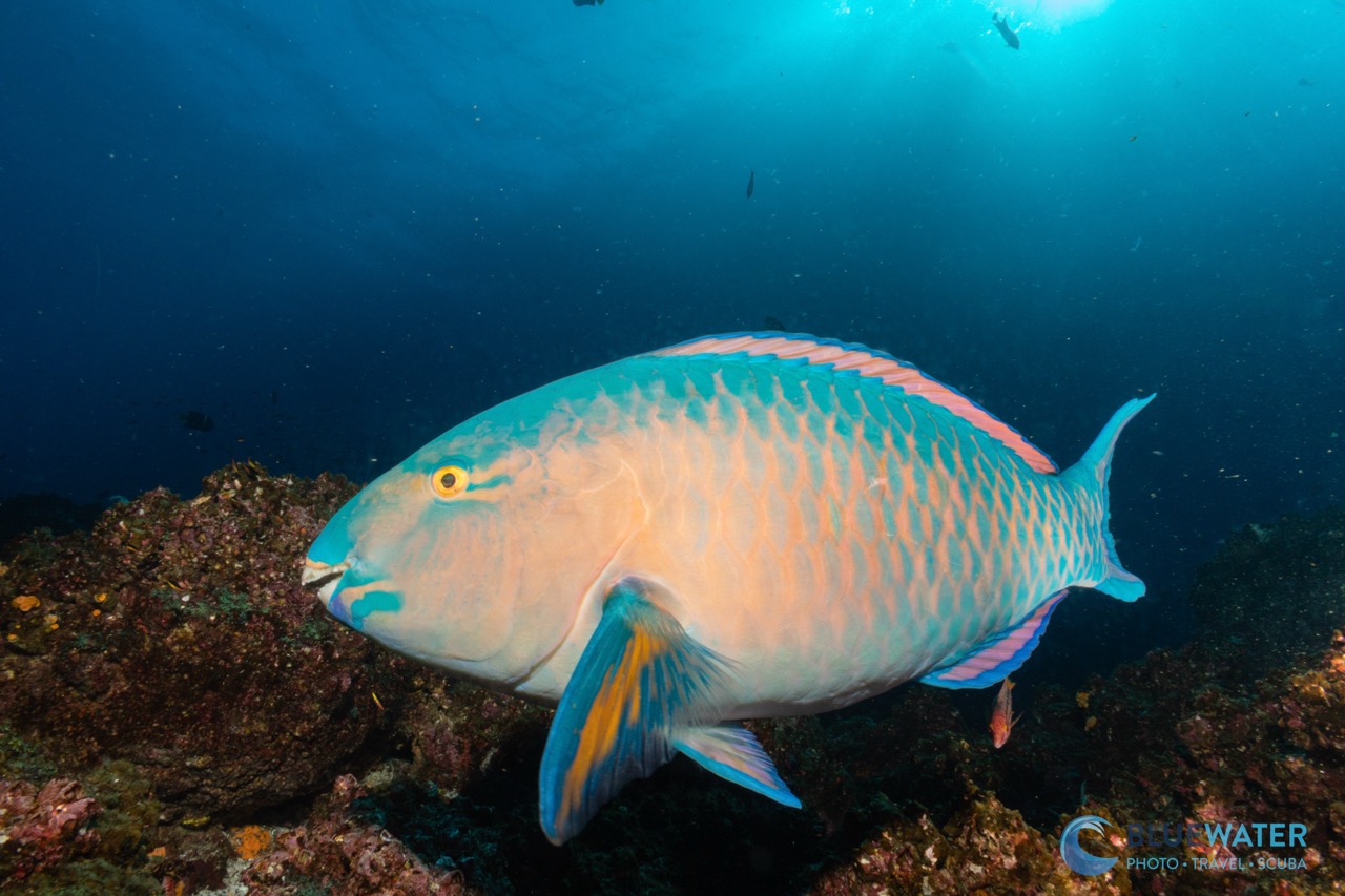 A large parrotfish in the Galapagos