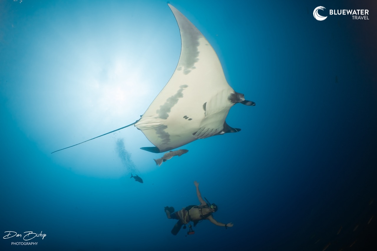 Beautiful manta ray swims overhead