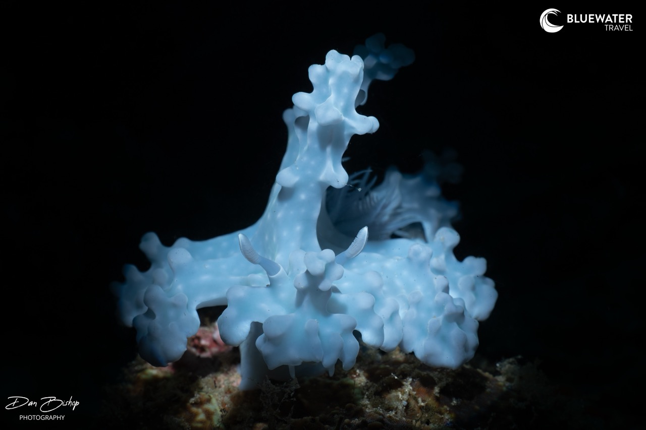 A rare nudi
