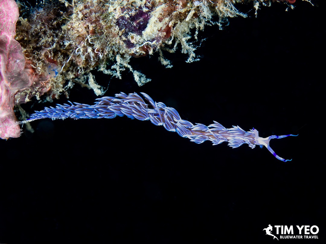 Blue Dragon Nudibranch during a night dive