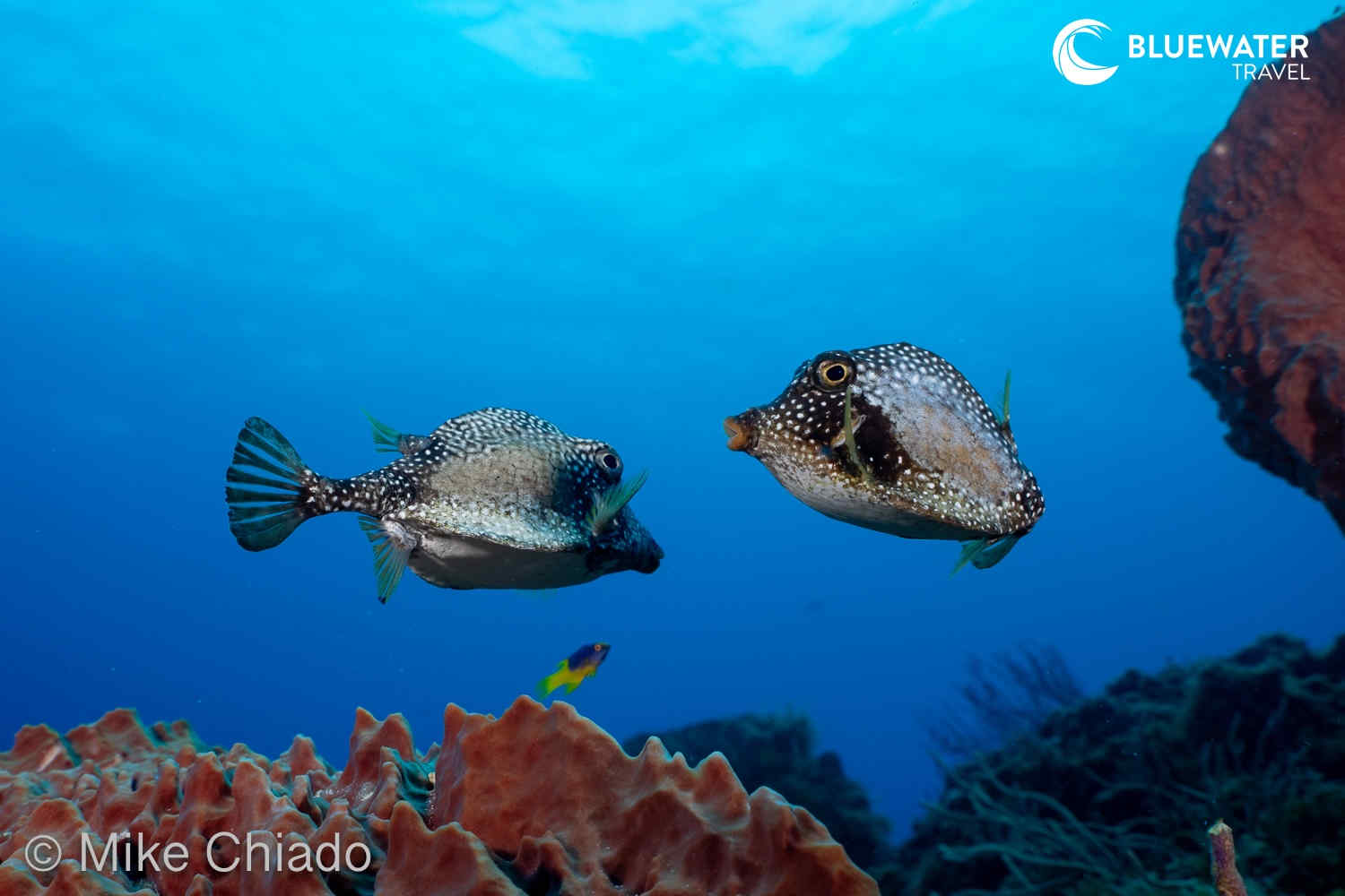 A couple of Smooth Trunkfish