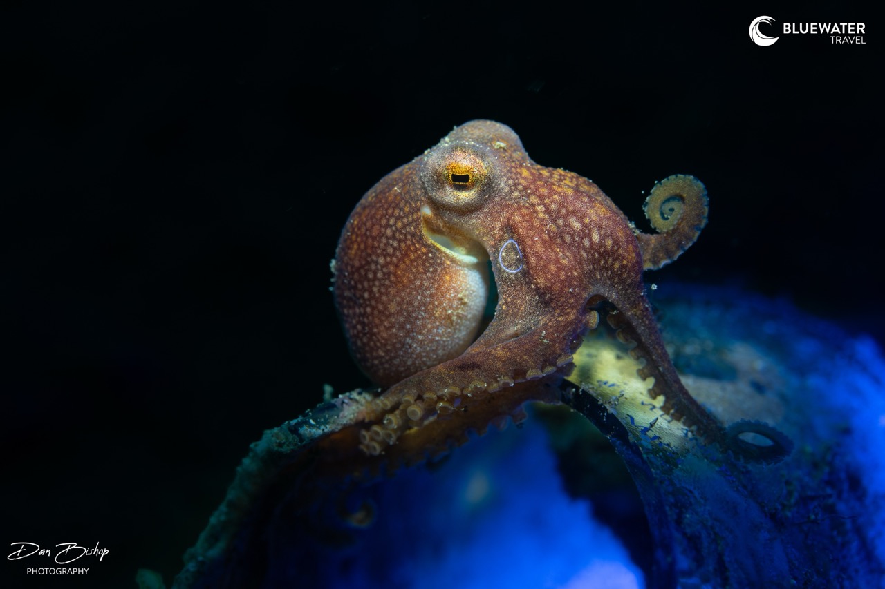 An octopus on a broken bottle