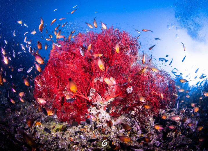 Vibrant red soft corals and tropical fish, Manta Queen 1 liveaboard Thailand