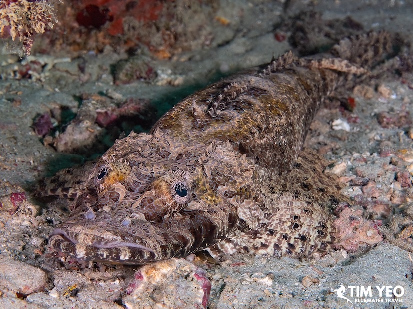 Crocodilefish in Sipadan