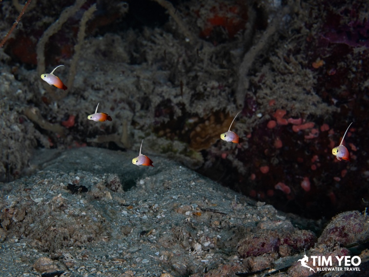 Small orange and white fish hovering above the reef