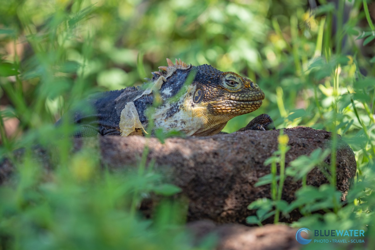 An iguana hides in the shade