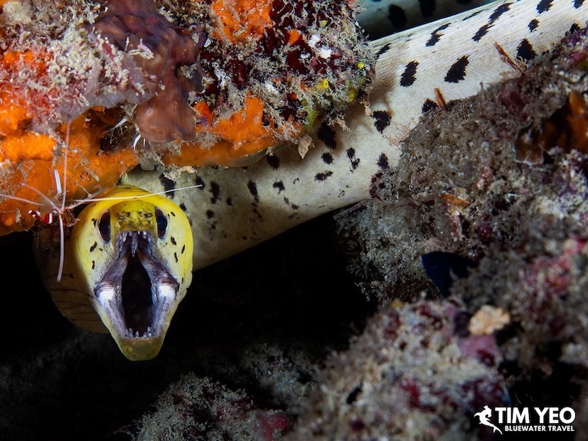 A Fimbriated moray eel bares its fangs