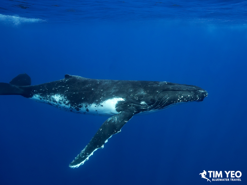 Humpback whale with white belly patches passing by.