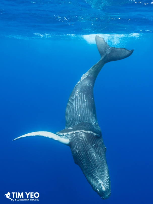 Humpback whale calf diving with a long white fin out.