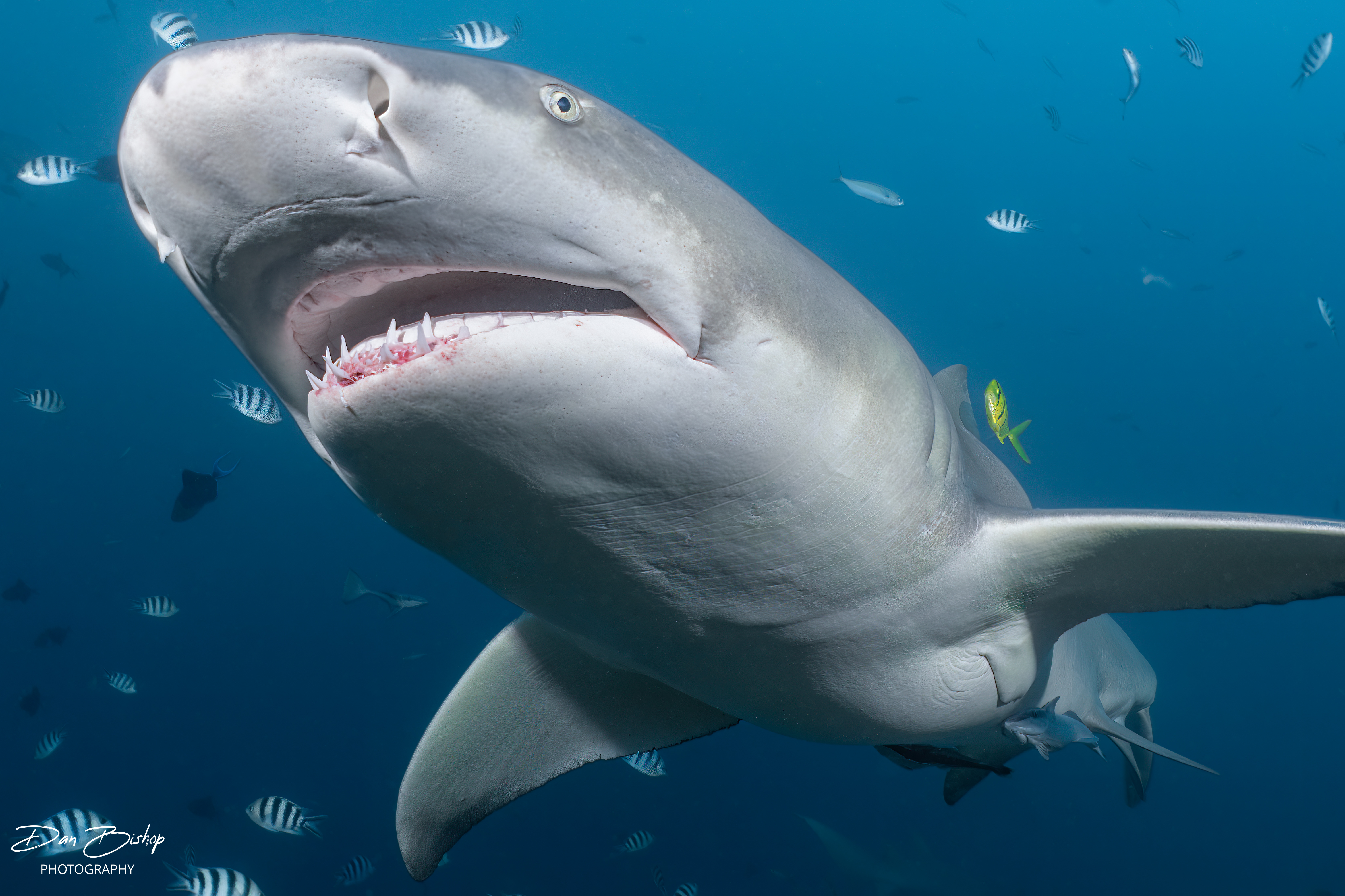 Lemon shark in Fiji photographed by Dan Bishop