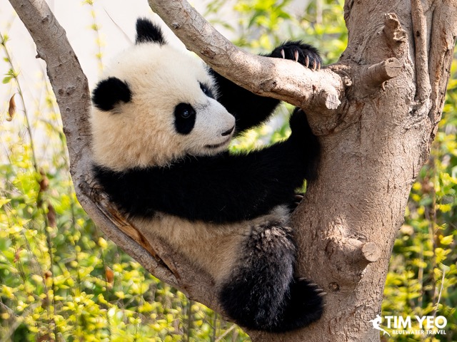 A panda in a tree