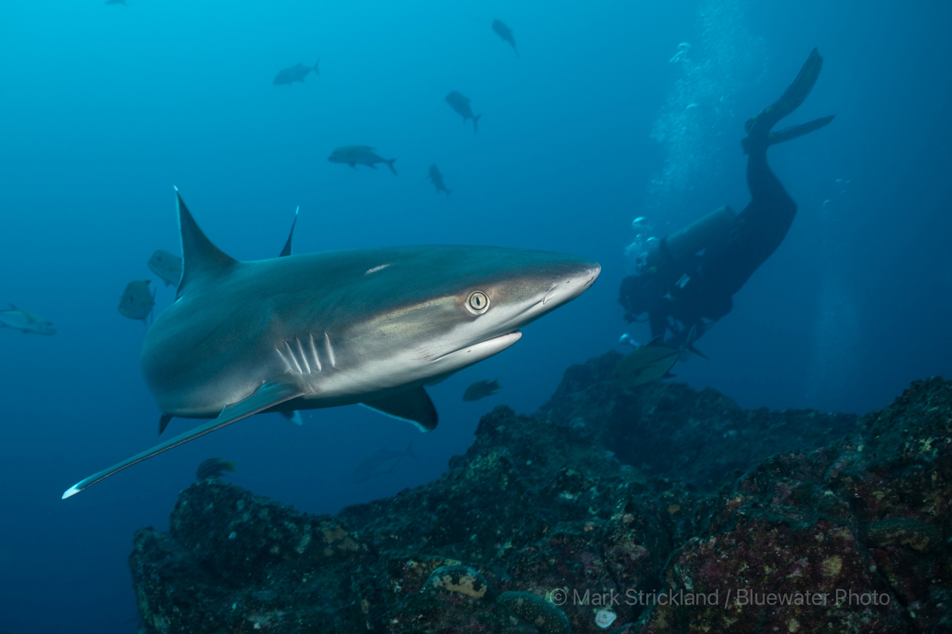 Silvertip Shark