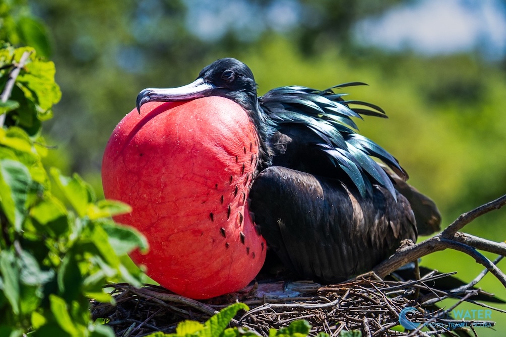 A male frigatebird's bright red pouch