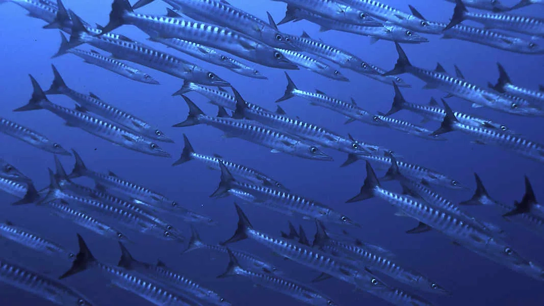 A large school of barracuda