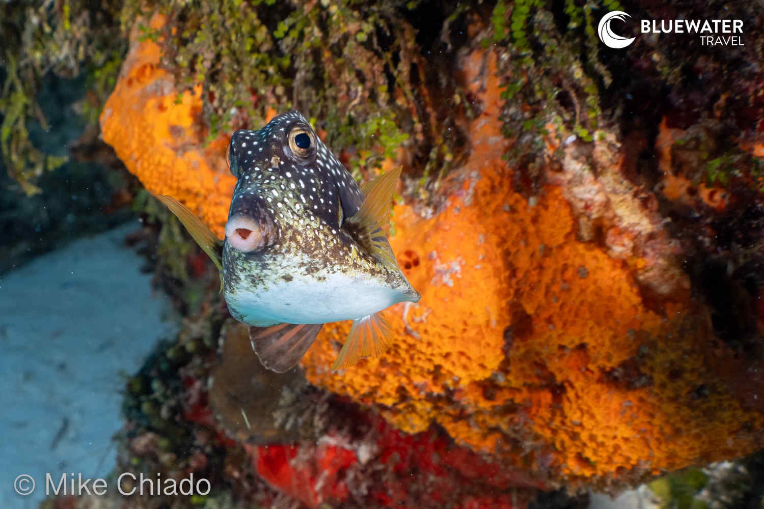 A closeup of a pufferfish