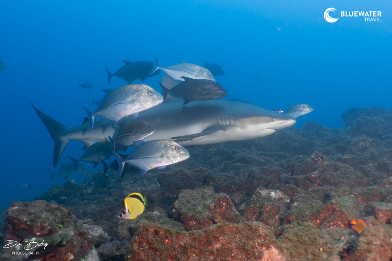 A shark swims across the reef